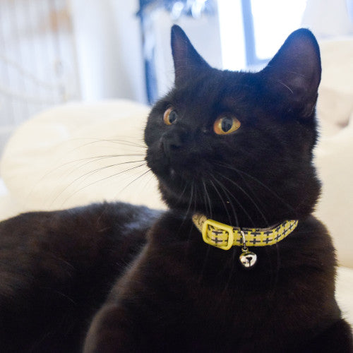 Charming Green Kitten Collar By Happy Pet For Your Little Rascals